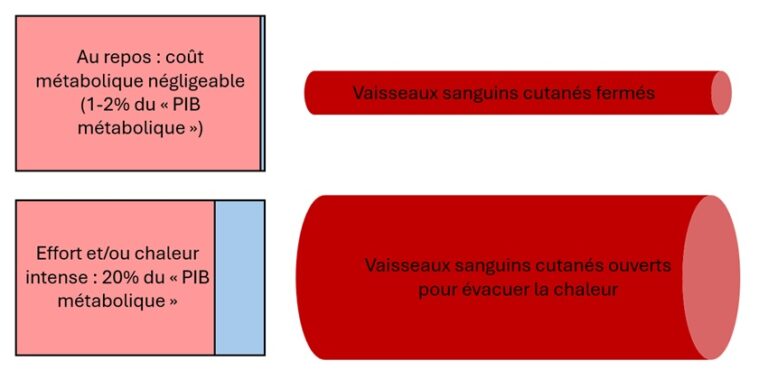 En cas de forte chaleur, même un excellent athlète emploie 80% de son "PIB métabolique" rien qu'à refroidir sa peau via la circulation sanguine.